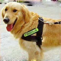 犬用ハーネス ペット用品 警察犬 胸あて式 中大型犬適用 特価
